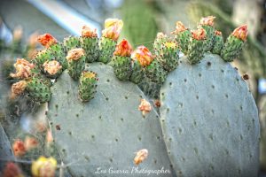 Fico d’India del Gargano (Opuntia ficus-indica) – Manfredonia (FG)