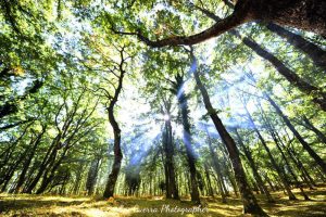 oresta Umbra, Parco Nazionale del Gargano